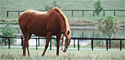 Horse Farm
